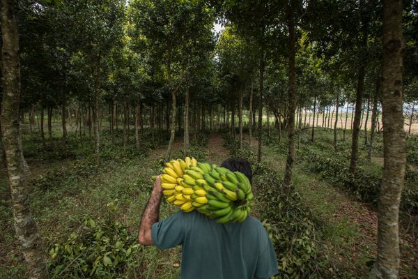 By Felipe Fittipaldi; Patrick Assumpção, rural producer and partner with TNC Brasil, on Coruputuba Farm. In addition to the legal forest reserve, he develops agroforestry systems that mix native species of the Atlantic Forest with other species for the production of wood, food, and seeds. Pindamonhangaba, São Paulo, Brazil. August 2018. Plant a Billion Trees Project.