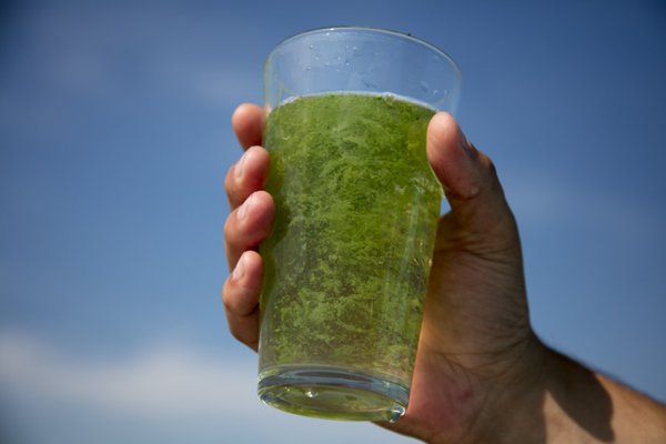 By Ariana Lindquist; A glass of water taken from an area of algal bloom on Lake Erie near Toledo, Ohio.