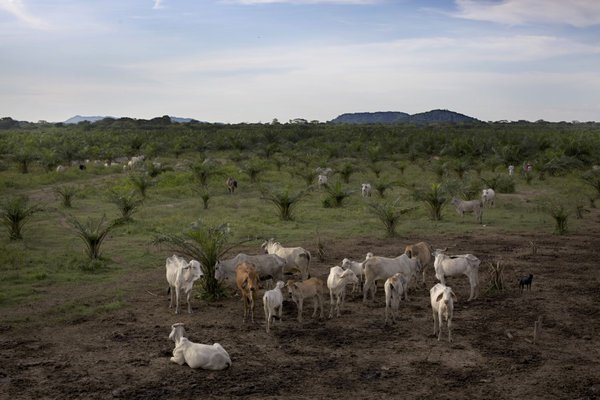 By Paul Smith; Cattle ranching and palm oil plantations are widespread activities across the whole Magdalena river basin in Colombia. At nearly 1,000 miles long, the Magdalena River covers 24% of the national territory and is an economic life-force for the more than 30 million Colombians that live throughout the basin. With the help of the Ministry of Environment and the river’s environmental authority, Cormagdalena, the Conservancy is implementing conservation strategies throughout the basin.