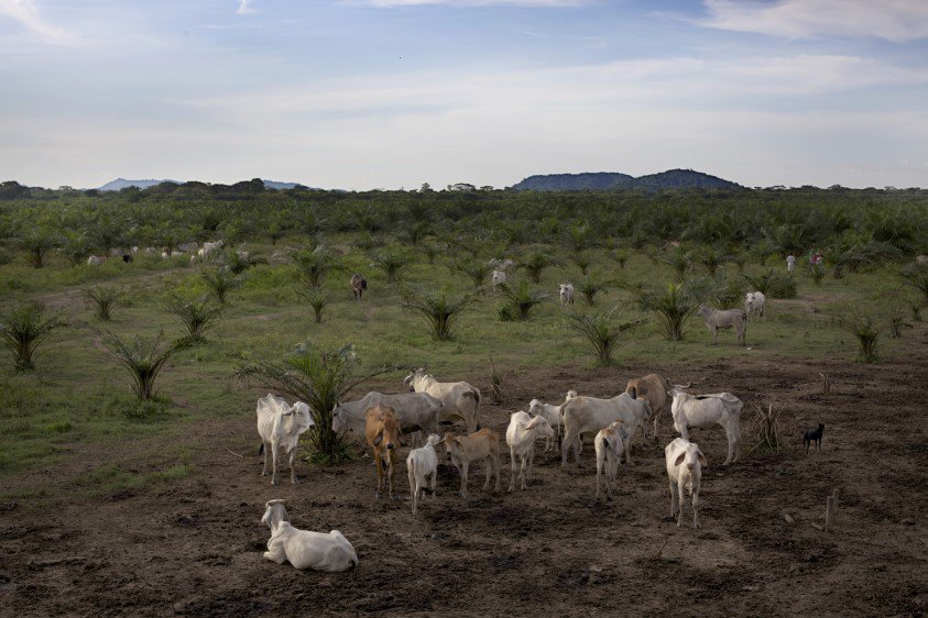 By Paul Smith; Cattle ranching and palm oil plantations are widespread activities across the whole Magdalena river basin in Colombia. At nearly 1,000 miles long, the Magdalena River covers 24% of the national territory and is an economic life-force for the more than 30 million Colombians that live throughout the basin. With the help of the Ministry of Environment and the river’s environmental authority, Cormagdalena, the Conservancy is implementing conservation strategies throughout the basin.