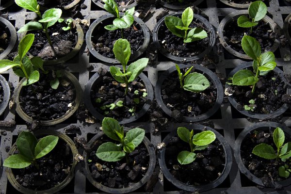 By Adriano Gambarini; Seedlings of Psidium cattleianum, or strawberry guava, will be planted in Brazil's Atlantic Forest, where in 2008 the Conservancy launched a campaign to protect and restore one billion native trees to this highly threatened tropical forest.