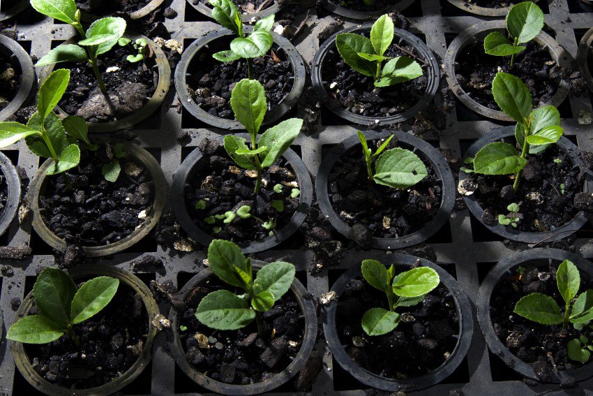 By Adriano Gambarini; Seedlings of Psidium cattleianum, or strawberry guava,  will be planted in Brazil's Atlantic Forest, where in 2008 the Conservancy launched a campaign to protect and restore one billion native trees to this highly threatened tropical forest.